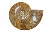 Polished Ammonite (Cleoniceras) Fossil - Madagascar #283419-1